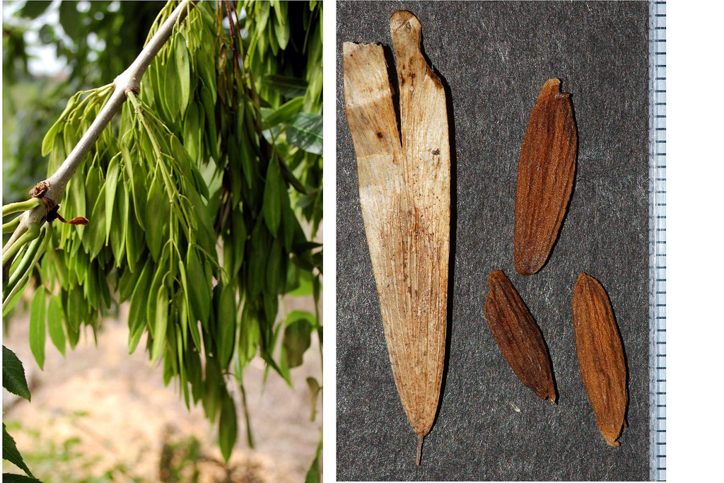 معرفی و راهنمای پرورش درختان زینتی - زبان گنجشک